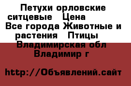 Петухи орловские ситцевые › Цена ­ 1 000 - Все города Животные и растения » Птицы   . Владимирская обл.,Владимир г.